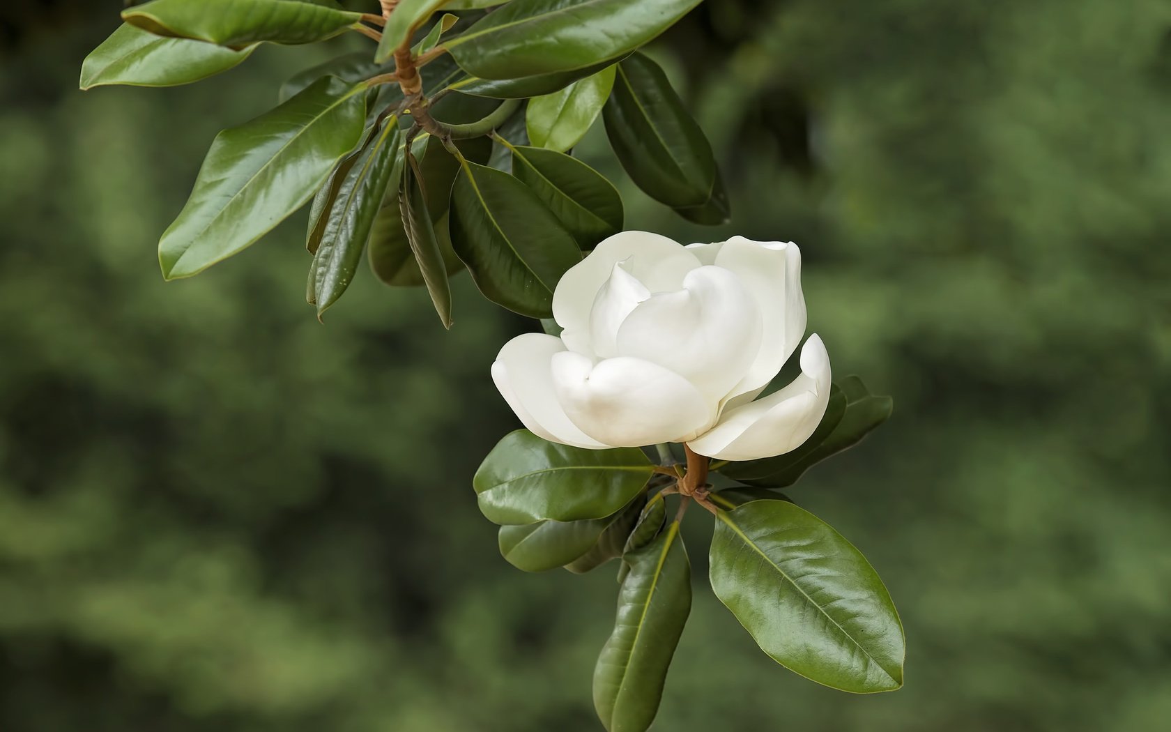 Обои ветка, белый, магнолия, branch, white, magnolia разрешение 2048x1365 Загрузить
