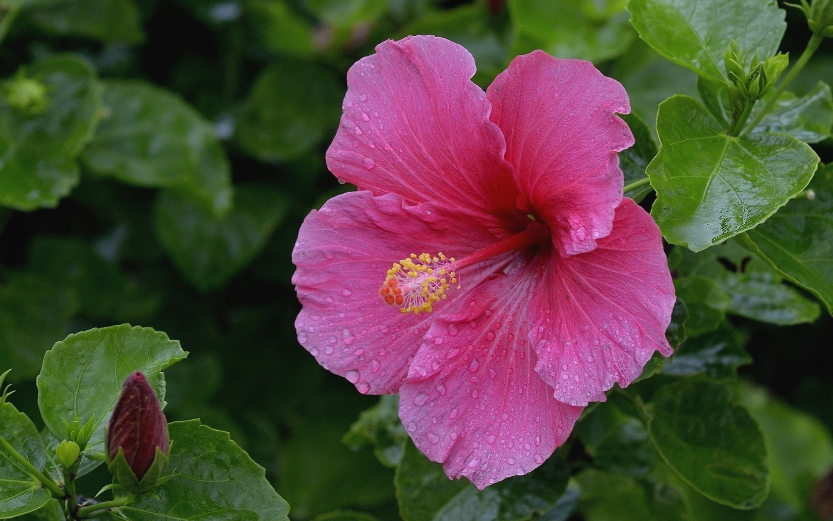 Обои макро, розовый, гибискус, macro, pink, hibiscus разрешение 2100x1400 Загрузить