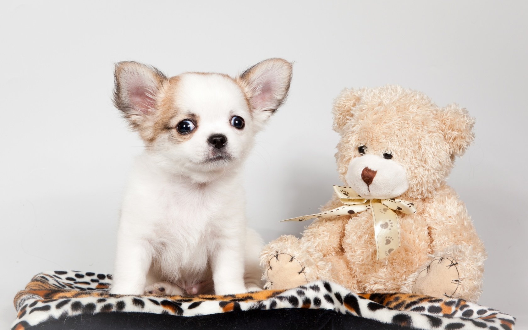 Обои игрушка, щенок, медвежонок, чихуахуа, toy, puppy, bear, chihuahua разрешение 3000x1902 Загрузить