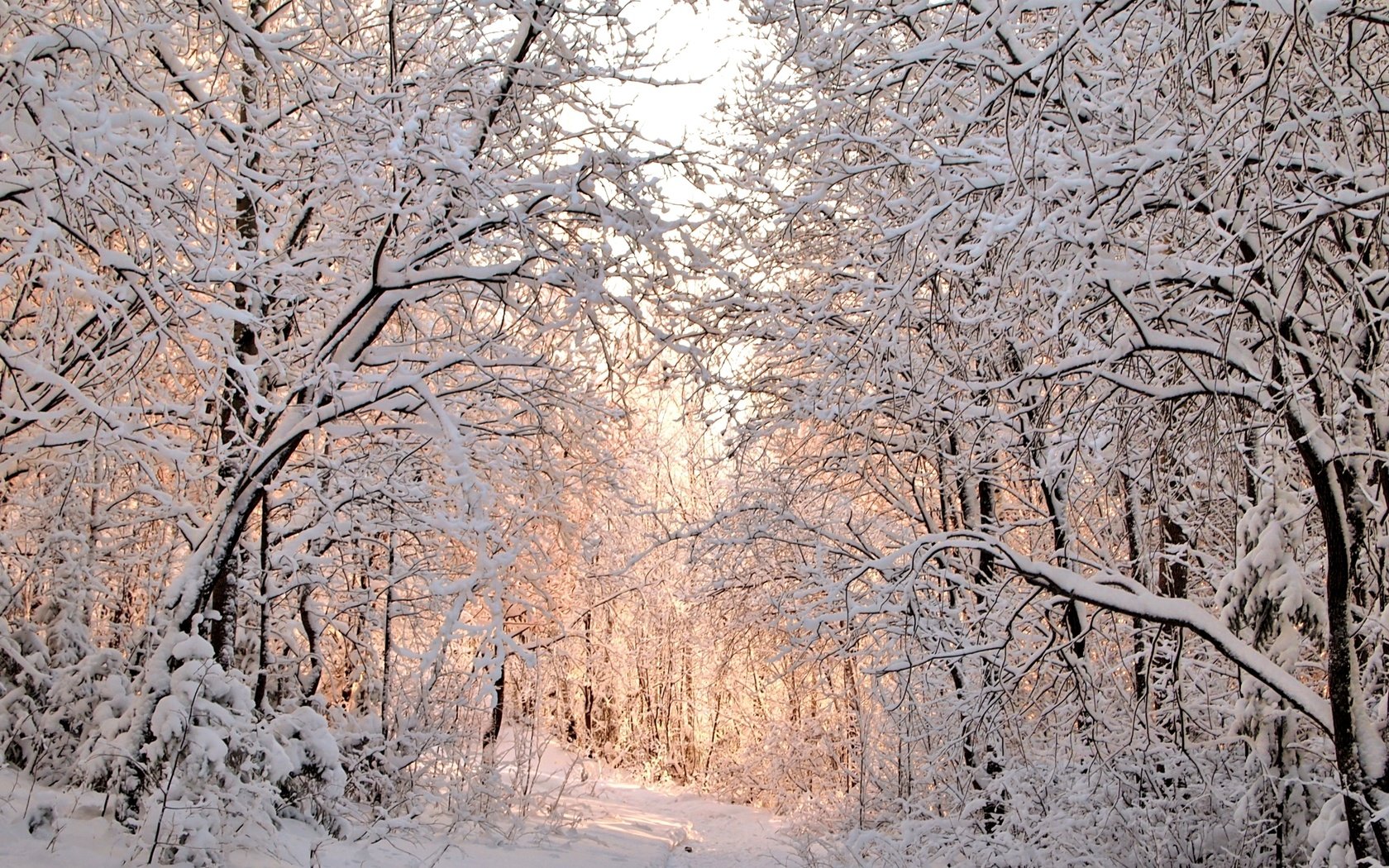 Обои деревья, снег, зима, trees, snow, winter разрешение 2300x1535 Загрузить