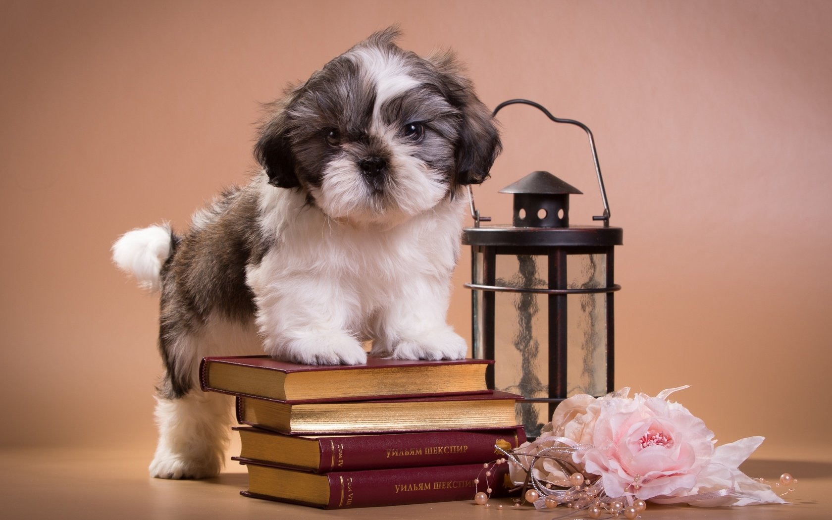 Обои книги, щенок, фонарь, ши-тцу, books, puppy, lantern, shih tzu разрешение 2400x1530 Загрузить