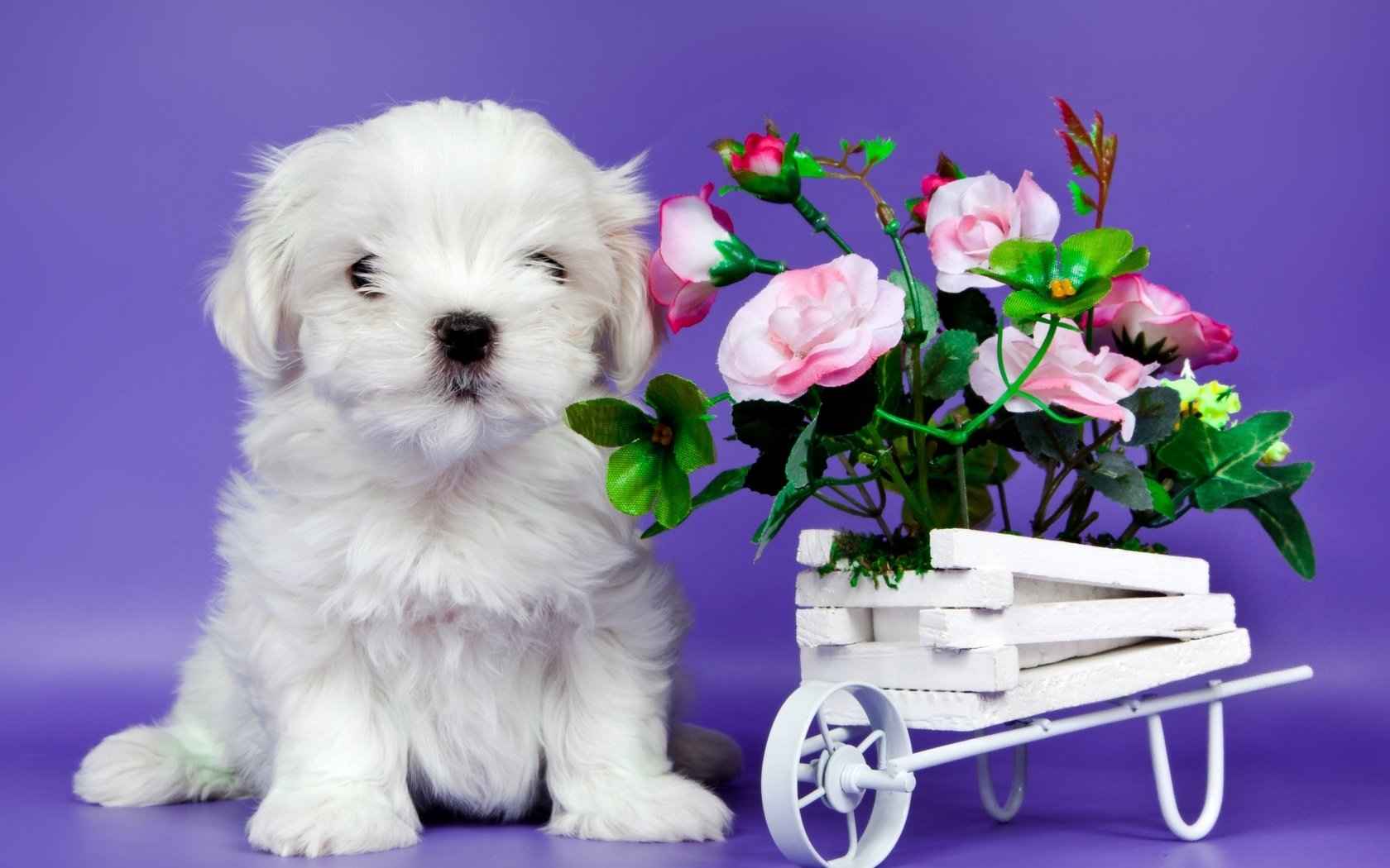 Обои цветы, щенок, милый, flowers, puppy, cute разрешение 2200x1475 Загрузить