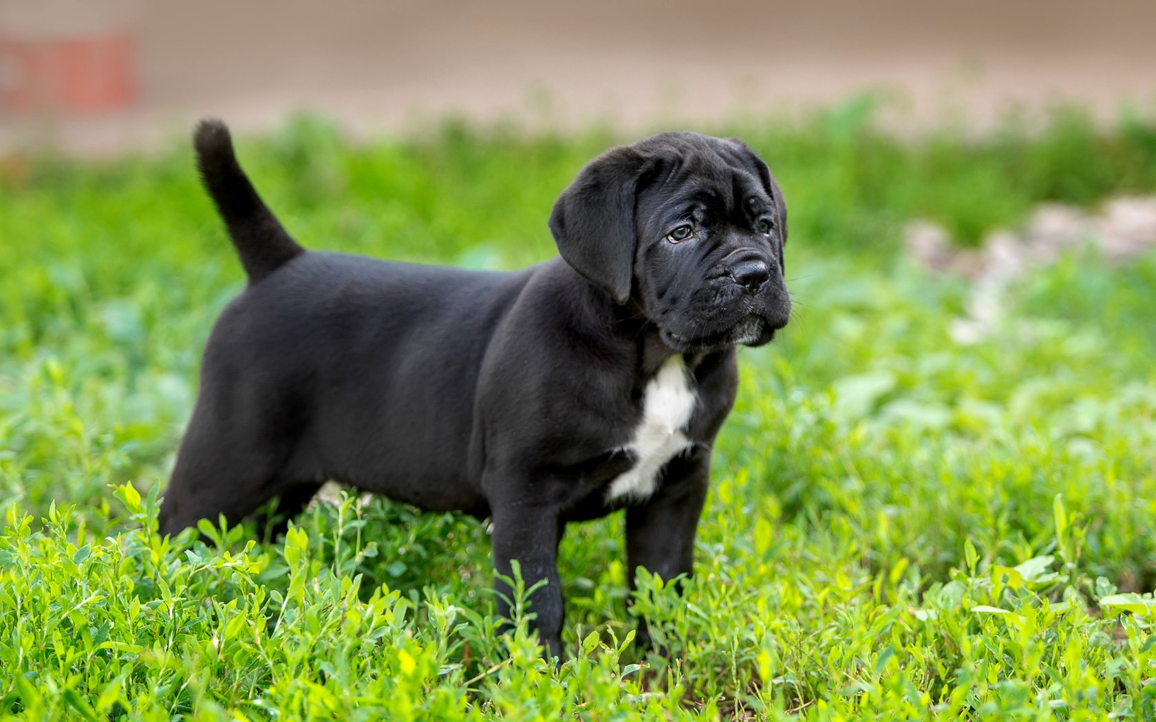 Обои трава, щенок, порода, кане-корсо, grass, puppy, breed, cane corso разрешение 3000x1881 Загрузить