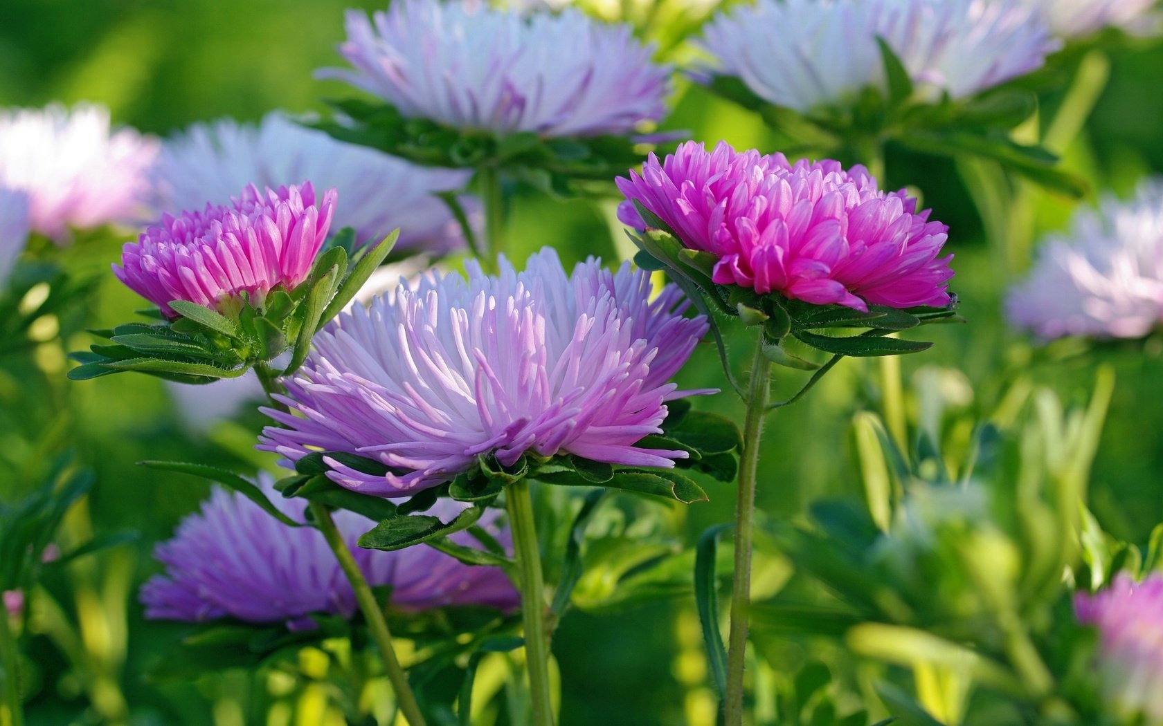 Обои макро, розовые, белые, сиреневые, астры, macro, pink, white, lilac, asters разрешение 2232x1484 Загрузить