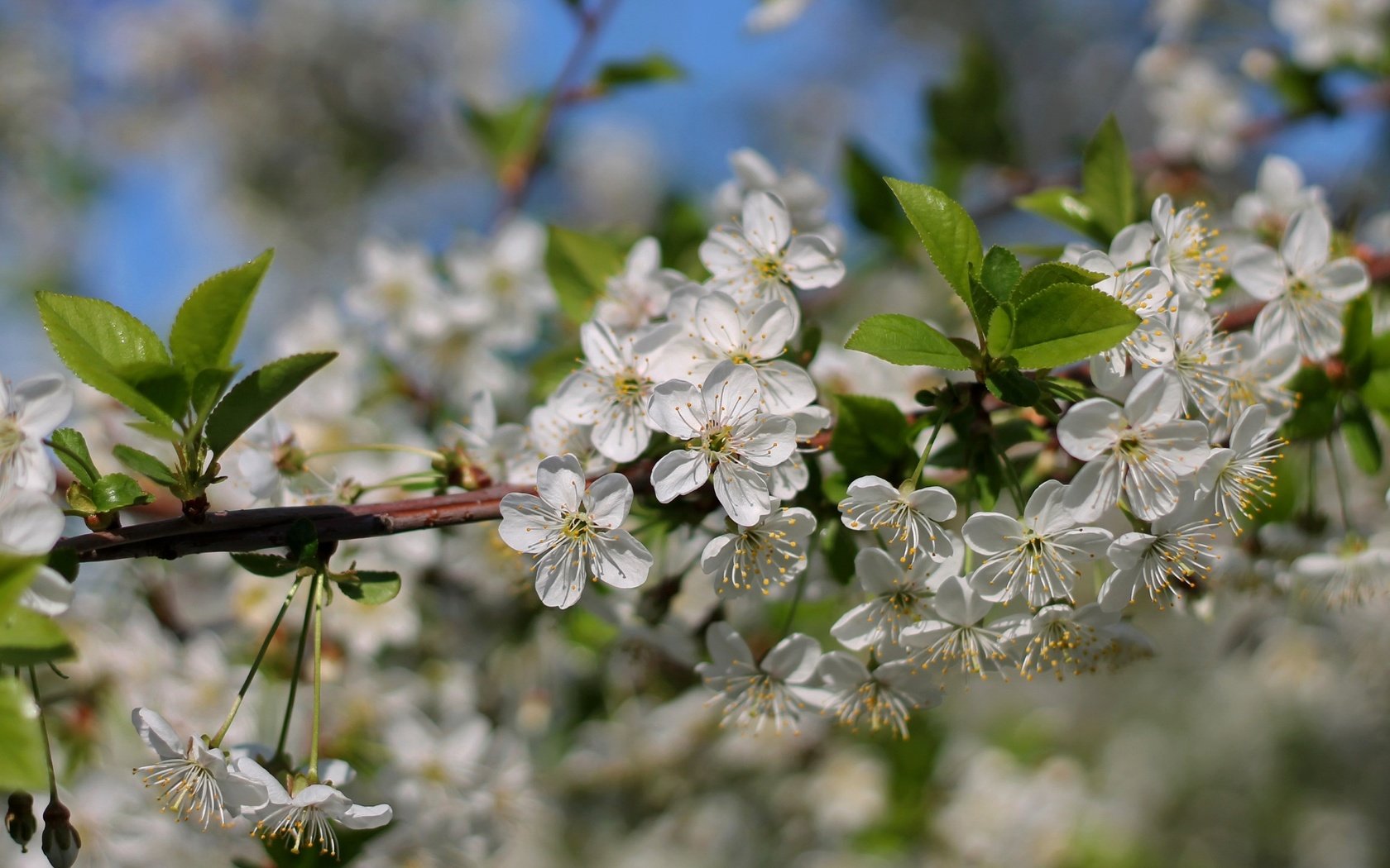 Обои ветка, дерево, цветение, макро, весна, вишня, branch, tree, flowering, macro, spring, cherry разрешение 2400x1598 Загрузить