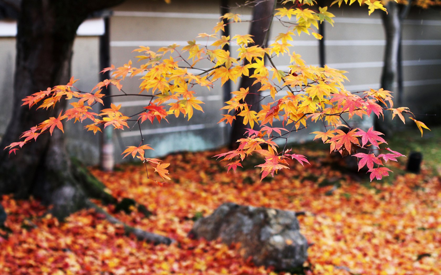Обои дерево, листья, ветки, листва, осень, японии, осен, tree, leaves, branches, foliage, autumn, japan разрешение 2048x1365 Загрузить