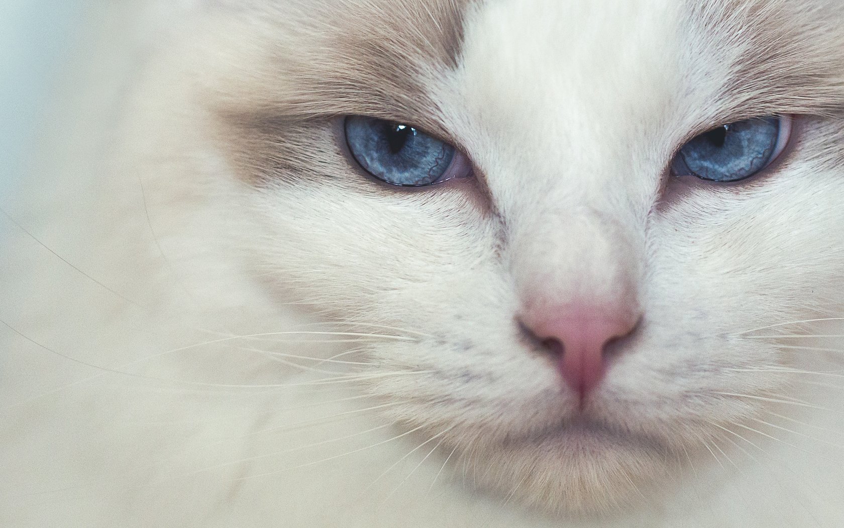 Обои мордочка, кошка, взгляд, голубые глаза, рэгдолл, muzzle, cat, look, blue eyes, ragdoll разрешение 3917x1958 Загрузить
