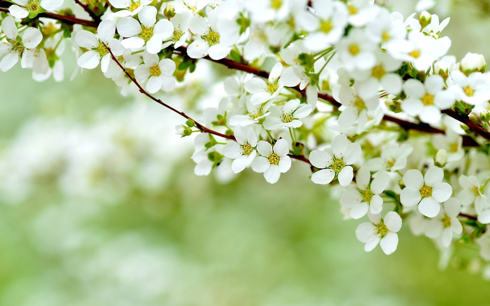 Обои цветение, макро, весна, куст, flowering, macro, spring, bush разрешение 2048x1356 Загрузить