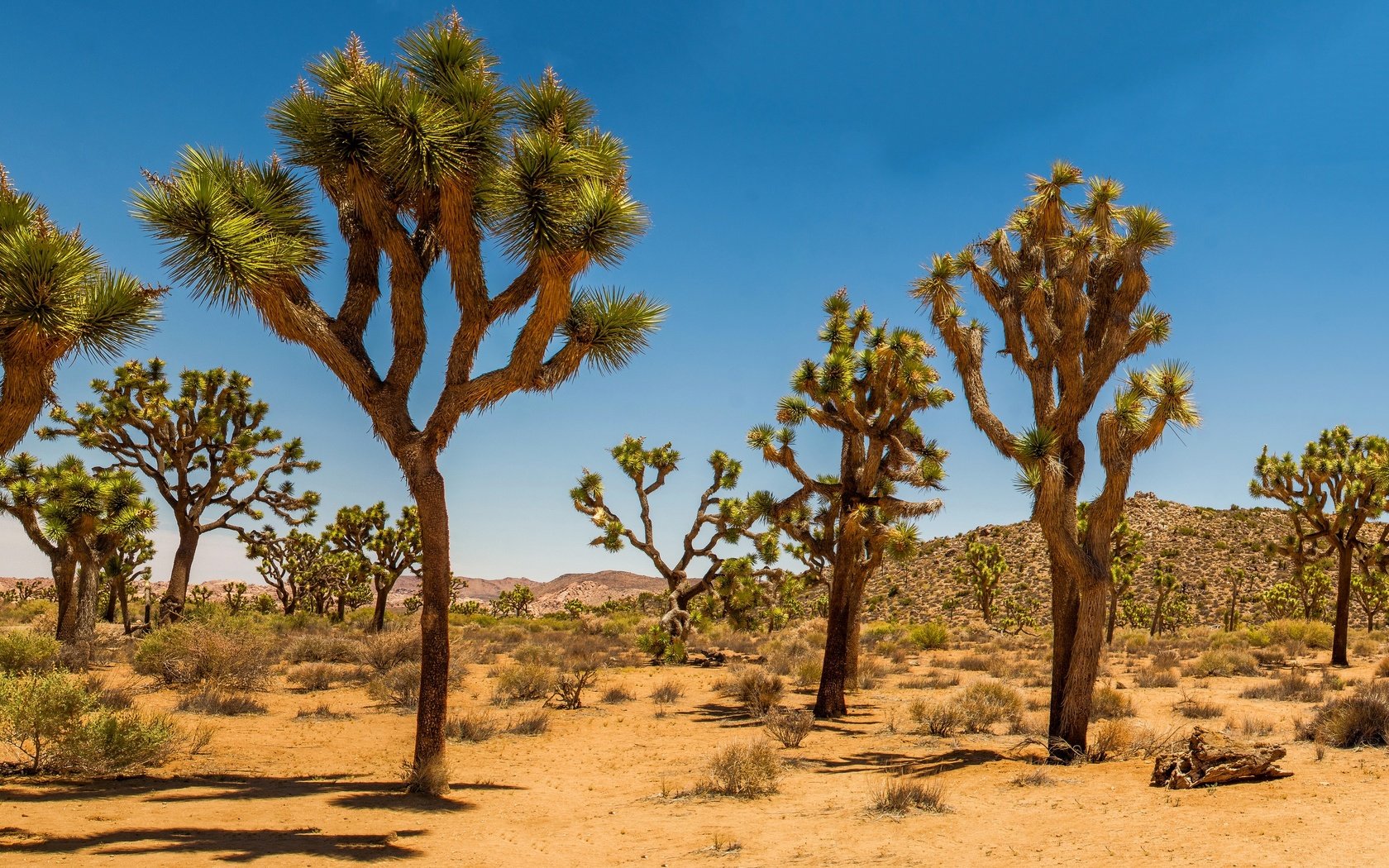 Обои песок, пустыня, сша, кустарник, дюны, joshua tree national park, дерево джошуа, sand, desert, usa, shrub, dunes, joshua tree разрешение 2880x1662 Загрузить