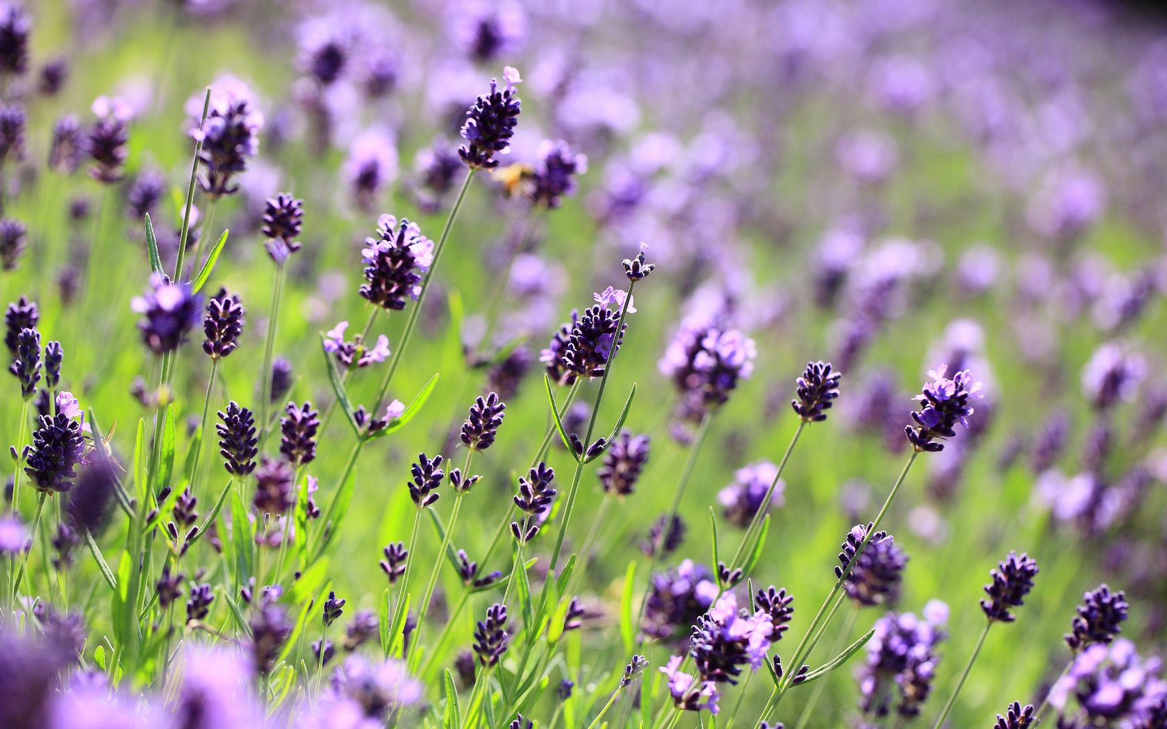 Обои цветы, макро, поле, лаванда, поляна, размытость, фиолетовые, сиреневые, flowers, macro, field, lavender, glade, blur, purple, lilac разрешение 2560x1700 Загрузить
