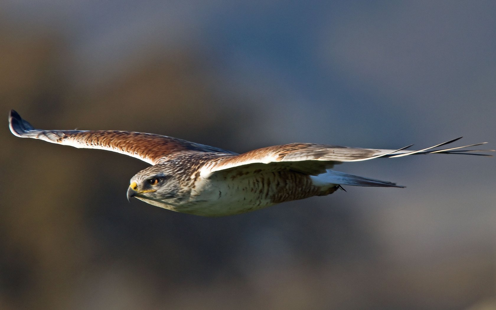 Обои полет, buteo regalis, royal hawk, крылья, хищник, птица, взмах, ястреб, королевский канюк, птаха, ferruginous hawk, flight, wings, predator, bird, stroke, hawk, royal buzzard разрешение 2048x1095 Загрузить