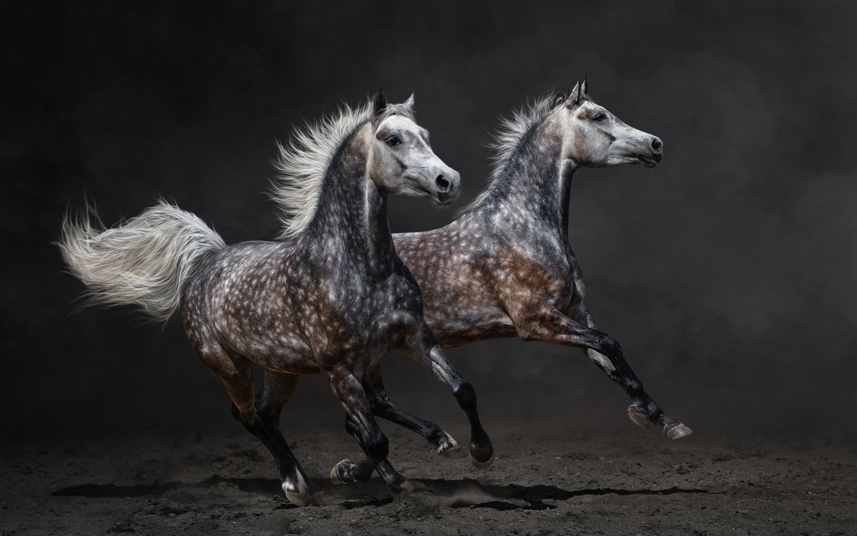 Обои лошади, конь, бег, horse, running разрешение 4493x2729 Загрузить