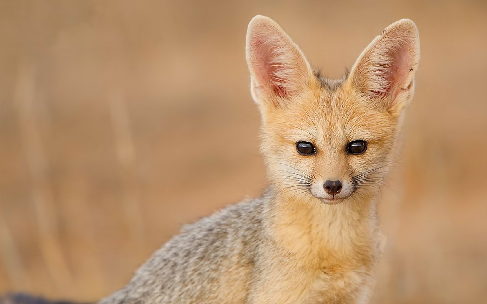 Обои взгляд, фенек, fennec fox, южноафриканская лисица, look, fenech, south african fox разрешение 1920x1080 Загрузить