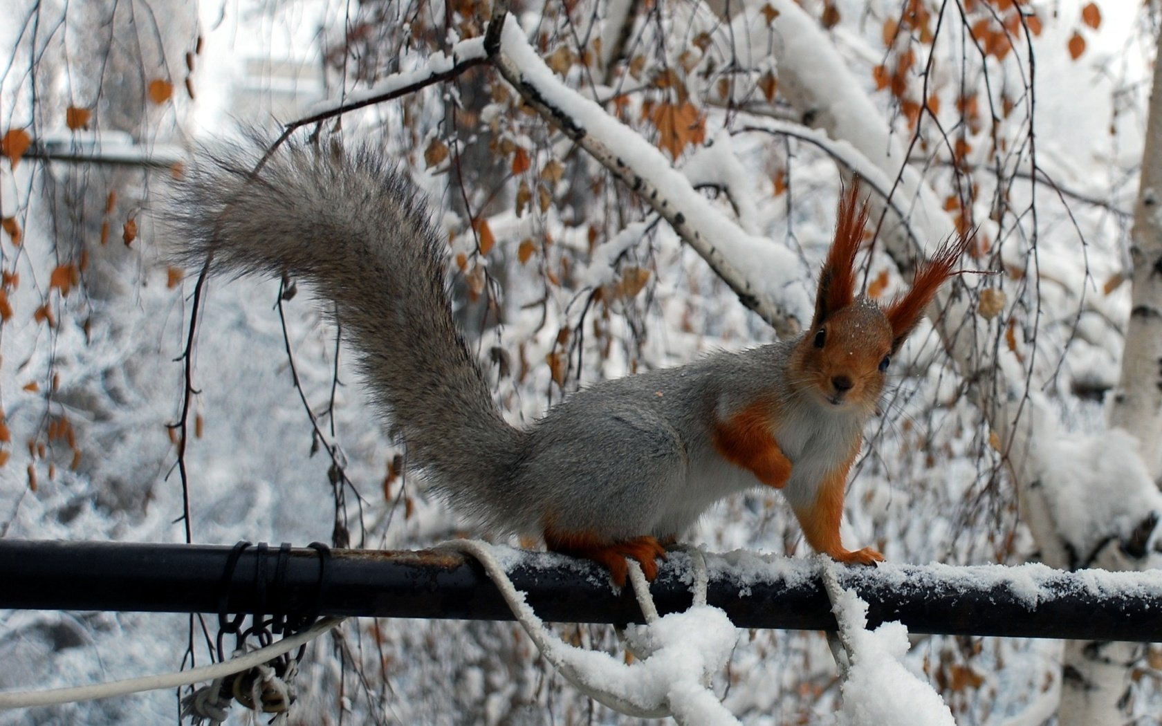 Обои зима, ветки, белка, хвост, белочка, грызун, winter, branches, protein, tail, squirrel, rodent разрешение 2150x1401 Загрузить