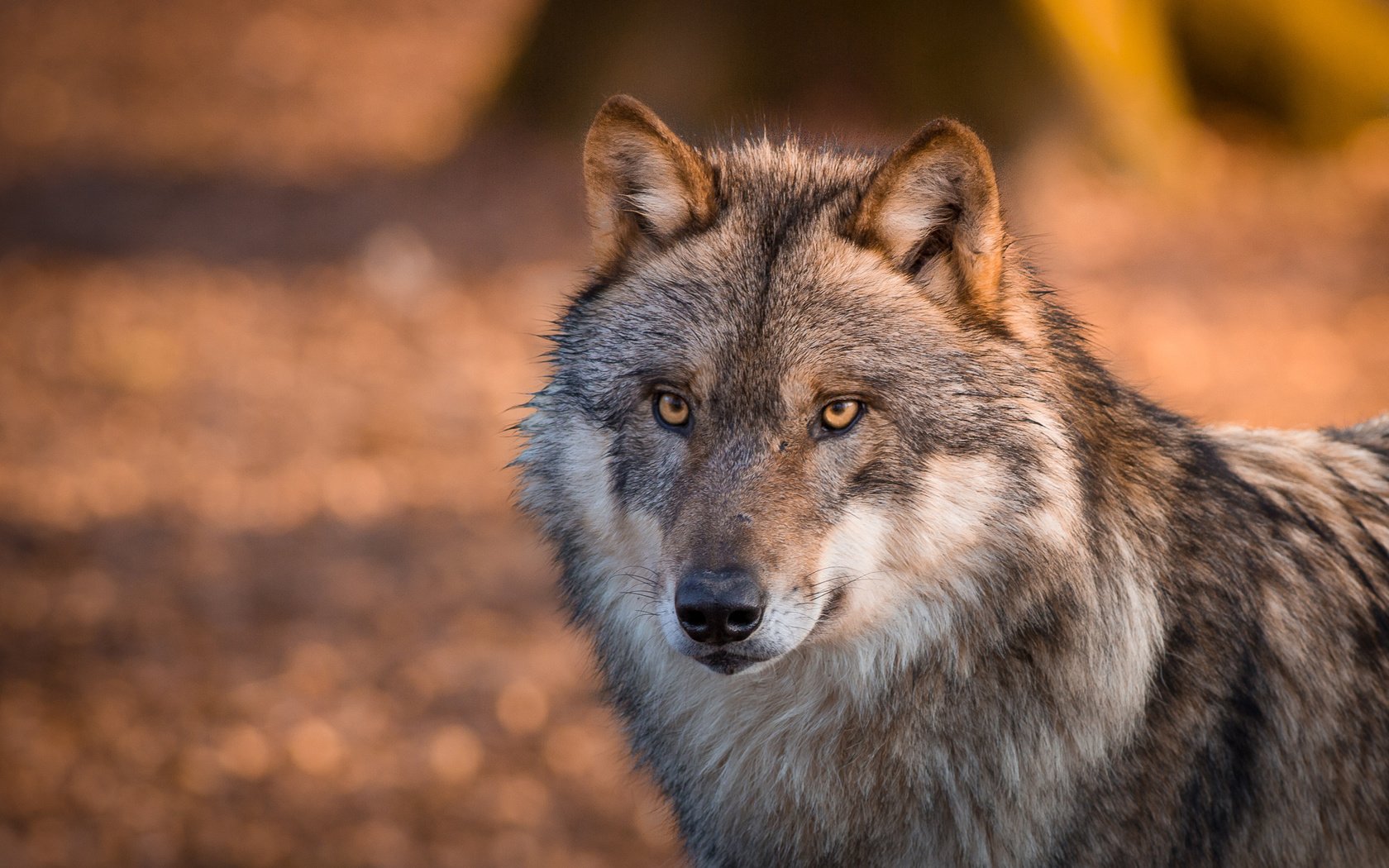 Обои глаза, морда, взгляд, волк, шерсть. хищник, eyes, face, look, wolf, wool. predator разрешение 2048x1365 Загрузить
