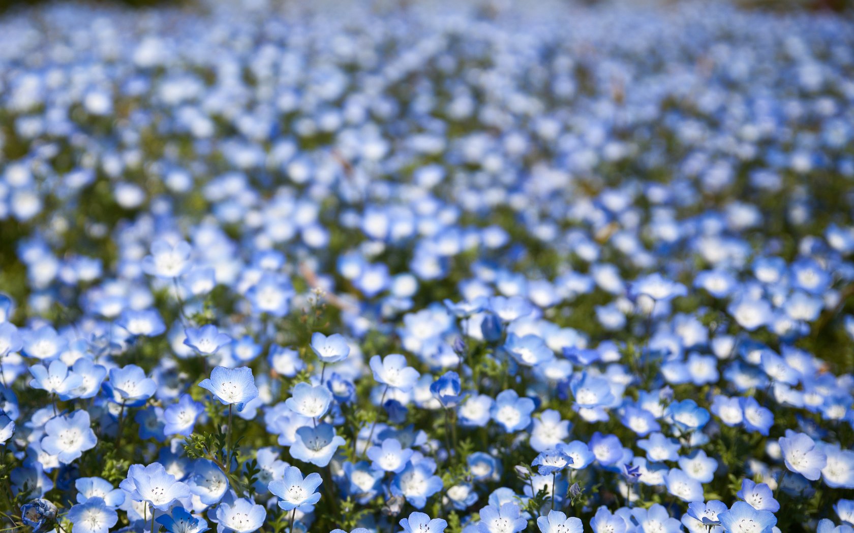 Обои цветы, поле, лепестки, размытость, голубые, боке, немофила, flowers, field, petals, blur, blue, bokeh, nemophila разрешение 2048x1365 Загрузить