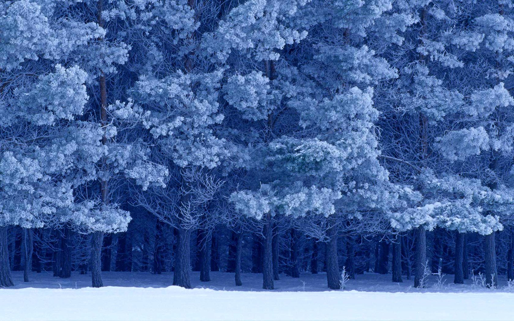 Обои снег, зима, канада, birds hill provincial park, манитоба, шотландские сосны, snow, winter, canada, manitoba, scots pine разрешение 1920x1080 Загрузить