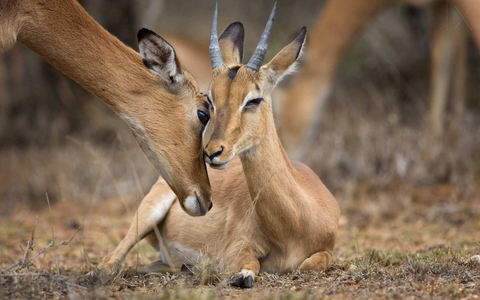 Обои природа, животные, антилопа, nature, animals, antelope разрешение 2500x1666 Загрузить