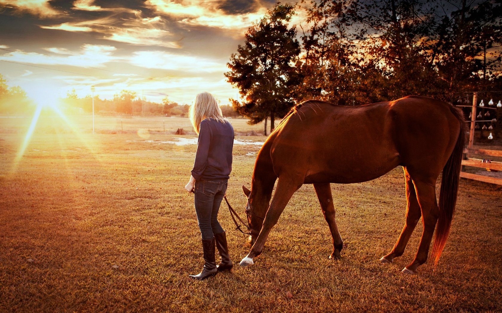 Обои лошадь, деревья, восход, солнце, природа, девушка, конь, солнечные лучи, horse, trees, sunrise, the sun, nature, girl, the sun's rays разрешение 1920x1200 Загрузить