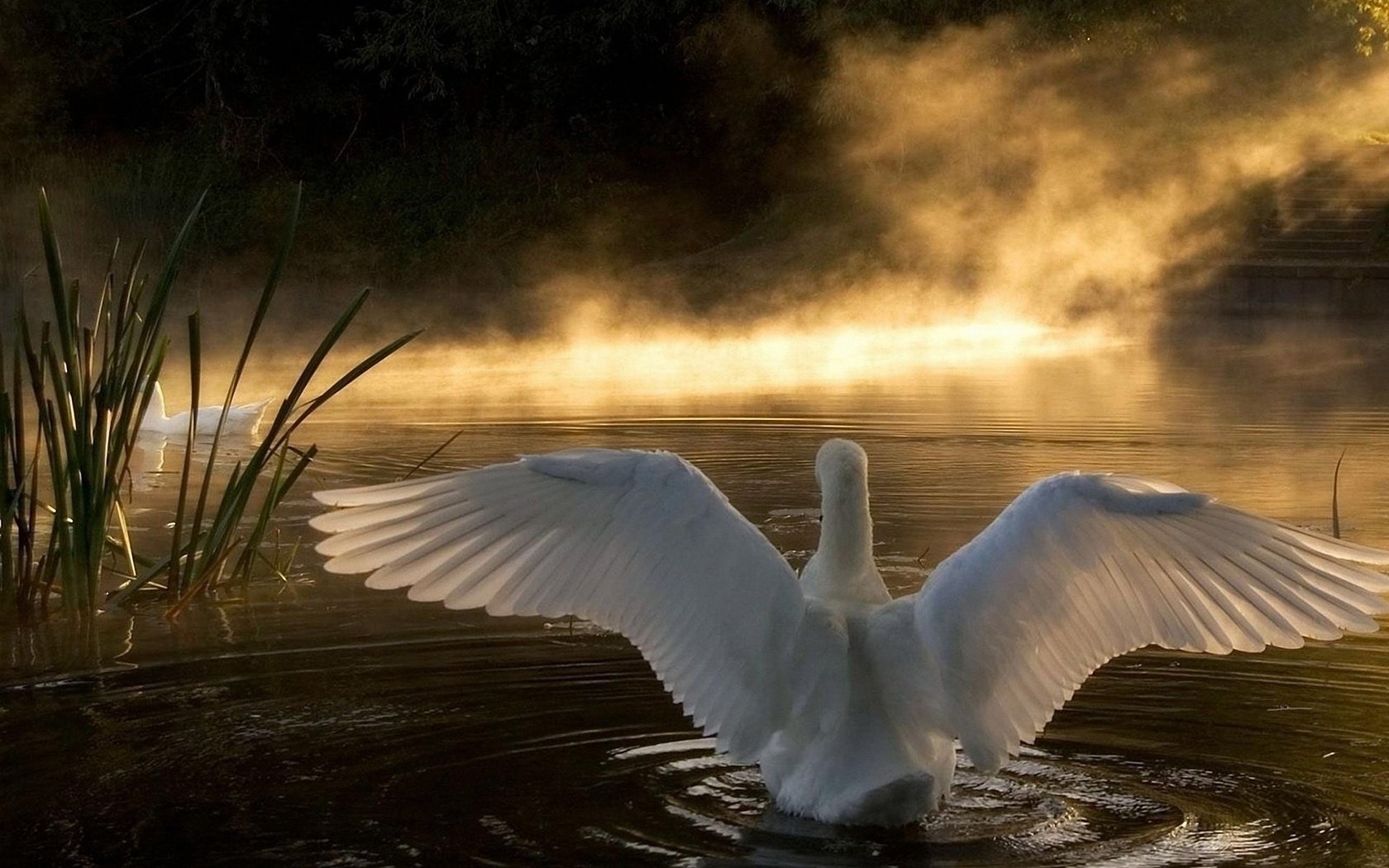 Обои озеро, природа, лебедь, lake, nature, swan разрешение 2560x1600 Загрузить