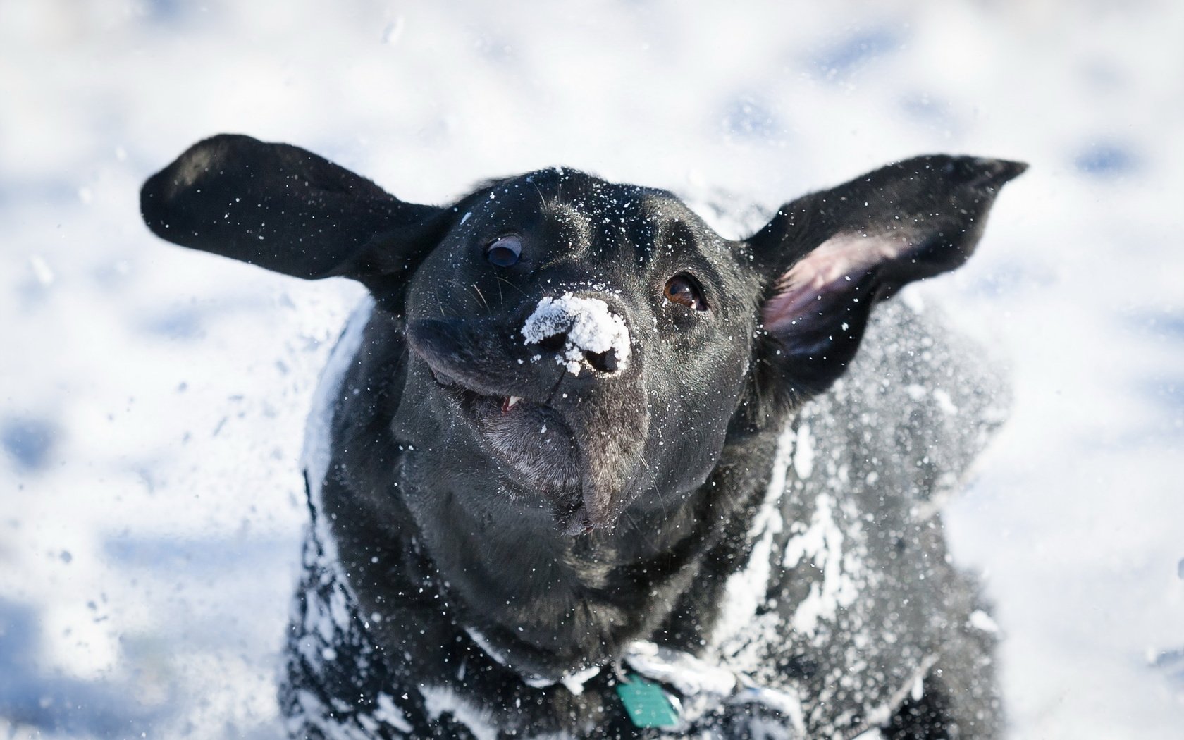 Обои снег, зима, взгляд, собака, друг, лабрадор, snow, winter, look, dog, each, labrador разрешение 2048x1363 Загрузить