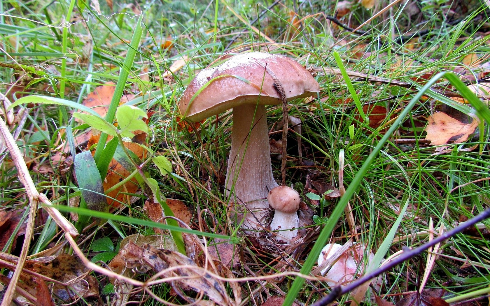 Обои трава, природа, листья, макро, осень, грибы, grass, nature, leaves, macro, autumn, mushrooms разрешение 3200x2125 Загрузить