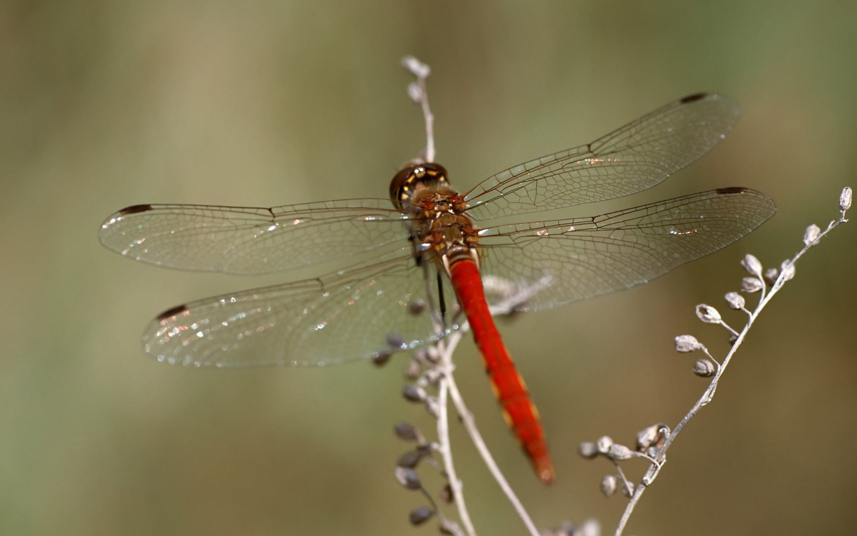 Обои макро, насекомое, стрекоза, растение, macro, insect, dragonfly, plant разрешение 1920x1200 Загрузить