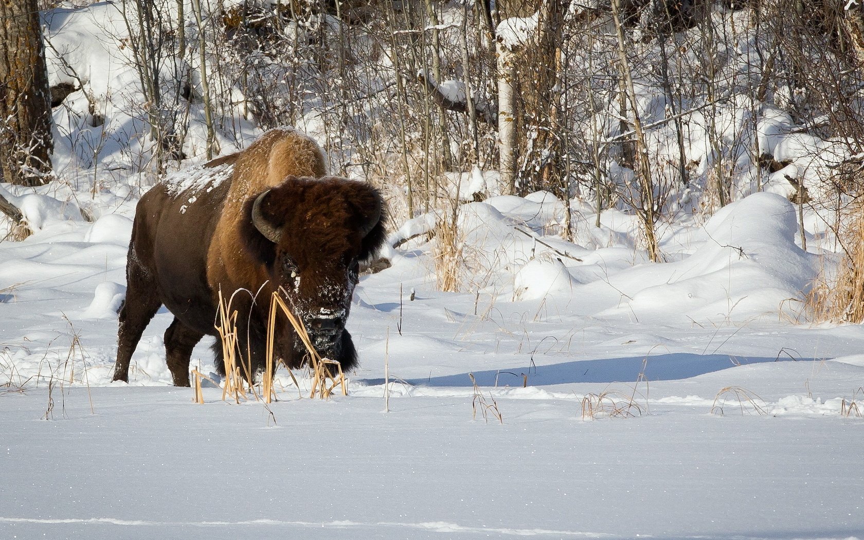 Обои снег, природа, зима, бизон, plains bison, степной бизон, буффало, snow, nature, winter, buffalo разрешение 1920x1200 Загрузить