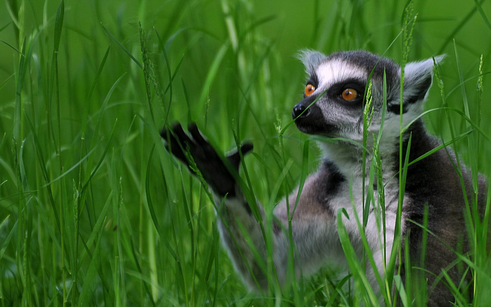 Обои трава, лемур, кошачий лемур, катта, grass, lemur, a ring-tailed lemur, katta разрешение 2907x1633 Загрузить