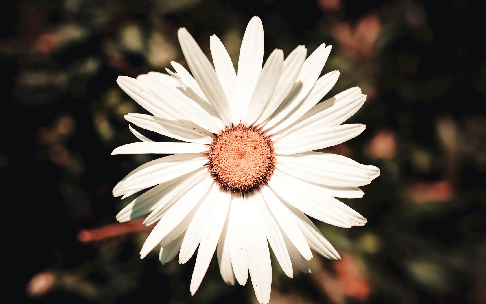 Обои цветок, лепестки, белый, ромашка, flower, petals, white, daisy разрешение 6016x3834 Загрузить