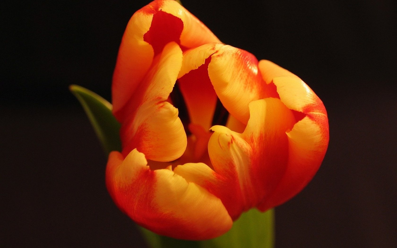 Обои макро, цветок, весна, оранжевый, черный фон, тюльпан, macro, flower, spring, orange, black background, tulip разрешение 1920x1440 Загрузить
