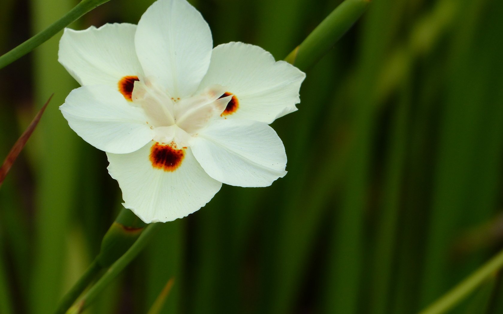 Обои цветок, белый, ирис, цветком, диетес двуцветный, африканский ирис, flower, white, iris, the dichroic dates, african iris разрешение 4000x3000 Загрузить