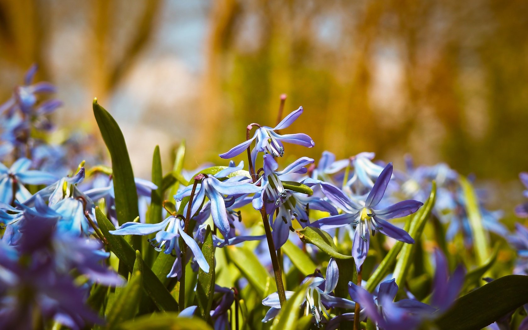 Обои цветы, голубые, колокольчики, blue bell, flowers, blue, bells разрешение 1920x1440 Загрузить