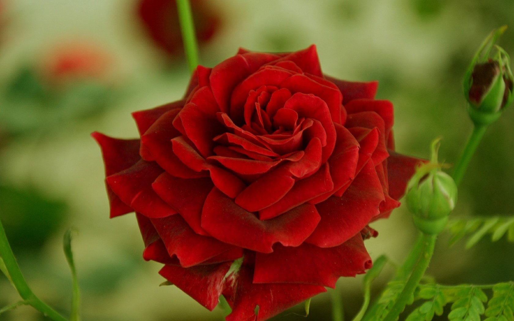 Обои цветок, роза, красная, краcный, боке, flower, rose, red, bokeh разрешение 2000x1110 Загрузить