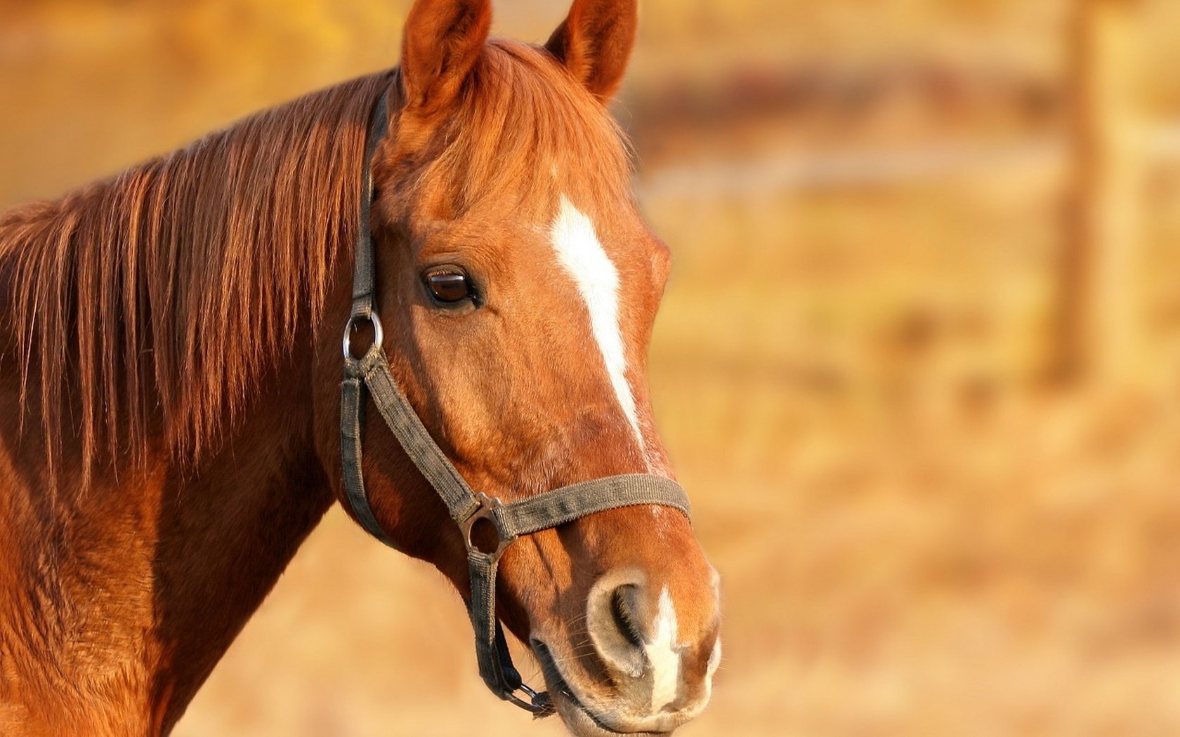 Обои лошадь, конь, грива, голова, коричневый, узда, уздечка, horse, mane, head, brown, bridle разрешение 1920x1440 Загрузить