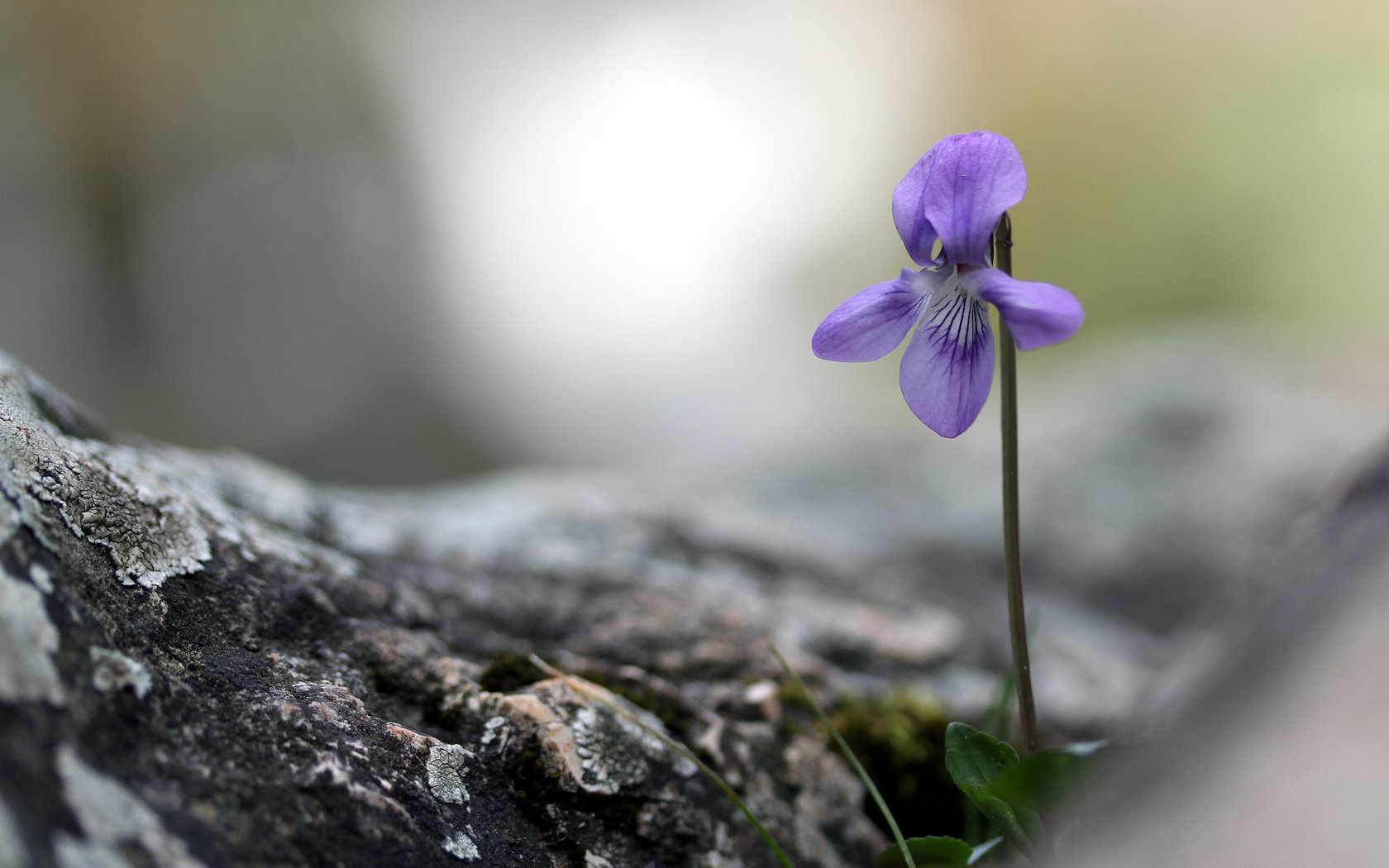 Обои природа, фон, цветок, nature, background, flower разрешение 4245x2830 Загрузить