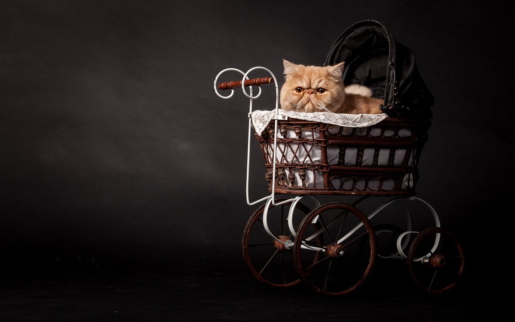 Обои кот, кошка, темный фон, рыжий, коляска, персидский, cat, the dark background, red, stroller, persian разрешение 2048x1152 Загрузить