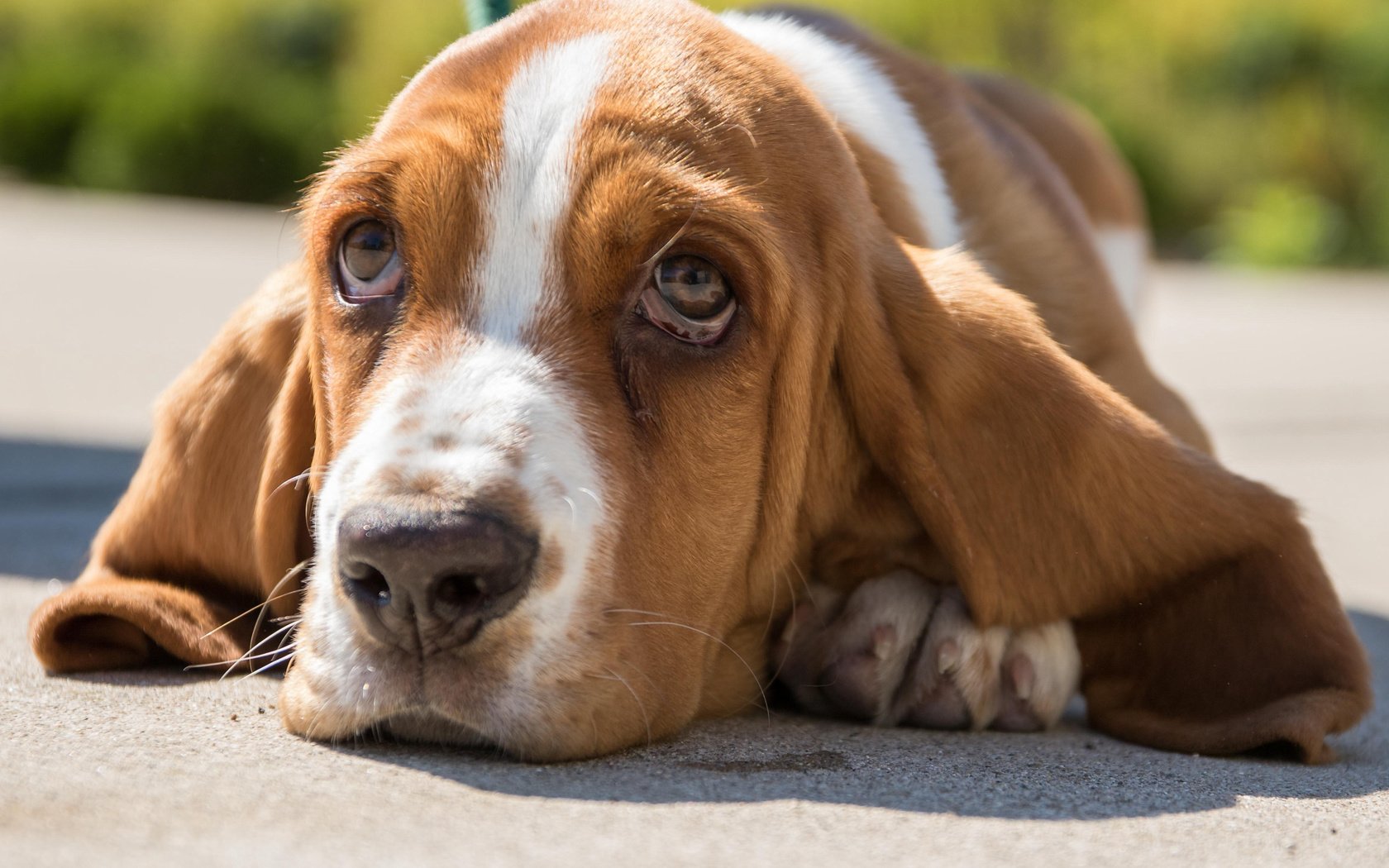 Обои морда, портрет, взгляд, собака, бассет, бассет-хаунд, face, portrait, look, dog, bassett, the basset hound разрешение 4354x2902 Загрузить