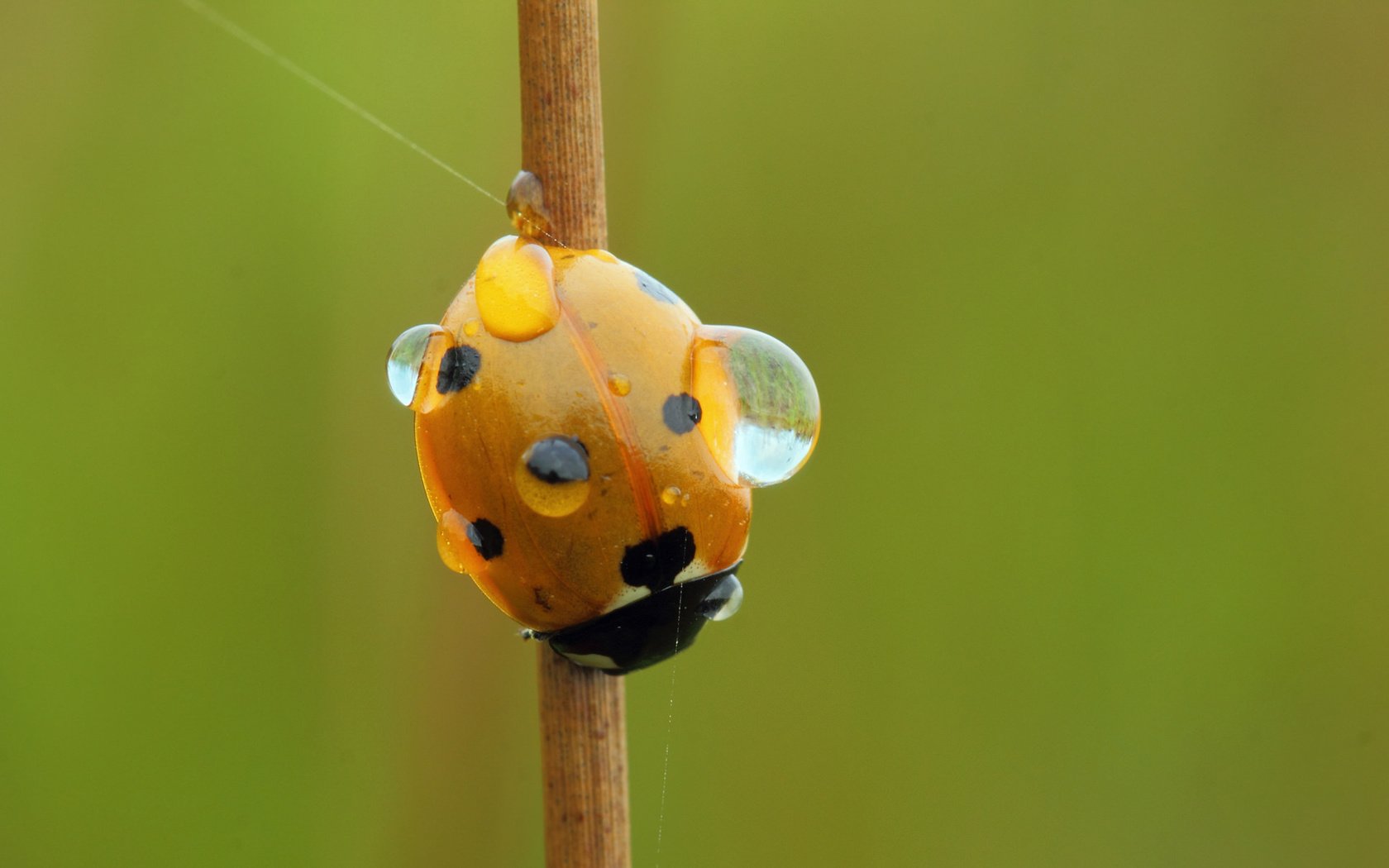 Обои вода, насекомое, роса, капли, божья коровка, стебель, water, insect, rosa, drops, ladybug, stem разрешение 2048x1211 Загрузить