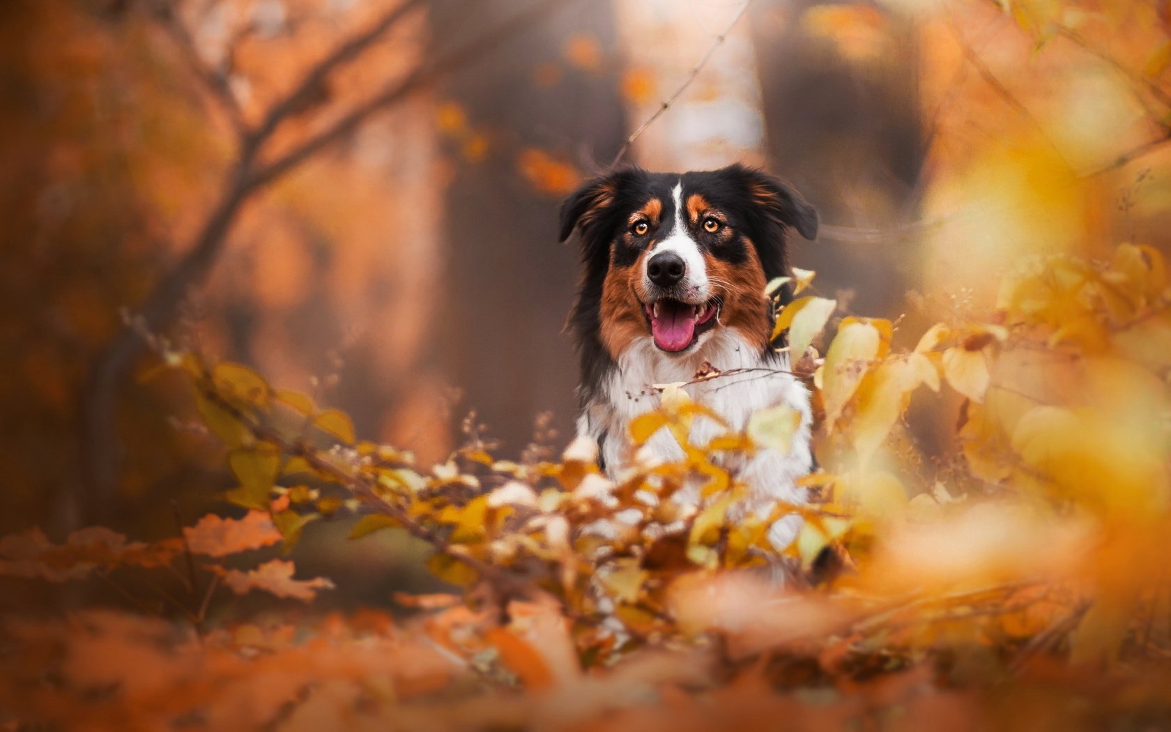 Обои взгляд, осень, собака, друг, бордер колли, look, autumn, dog, each, border collie разрешение 2047x1243 Загрузить