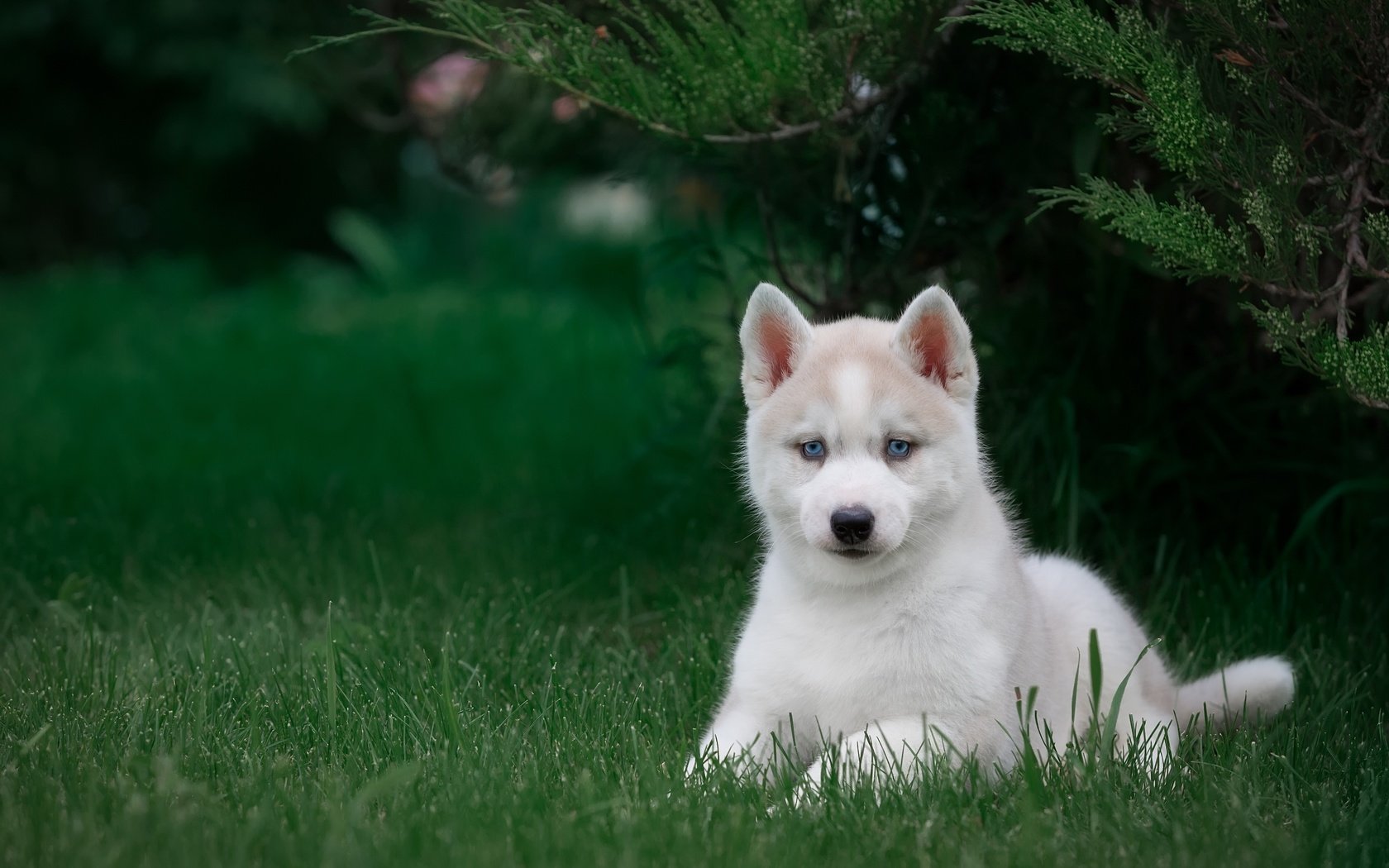 Обои трава, щенок, хаски, grass, puppy, husky разрешение 3000x1981 Загрузить