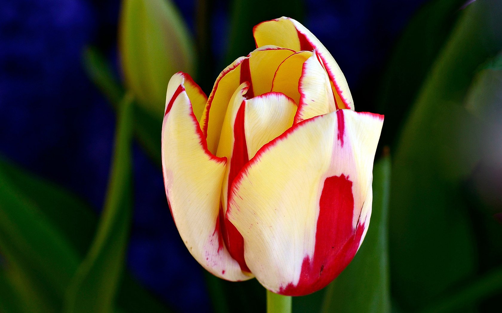 Обои фон, бутон, тюльпан, яркий, background, bud, tulip, bright разрешение 2048x1239 Загрузить