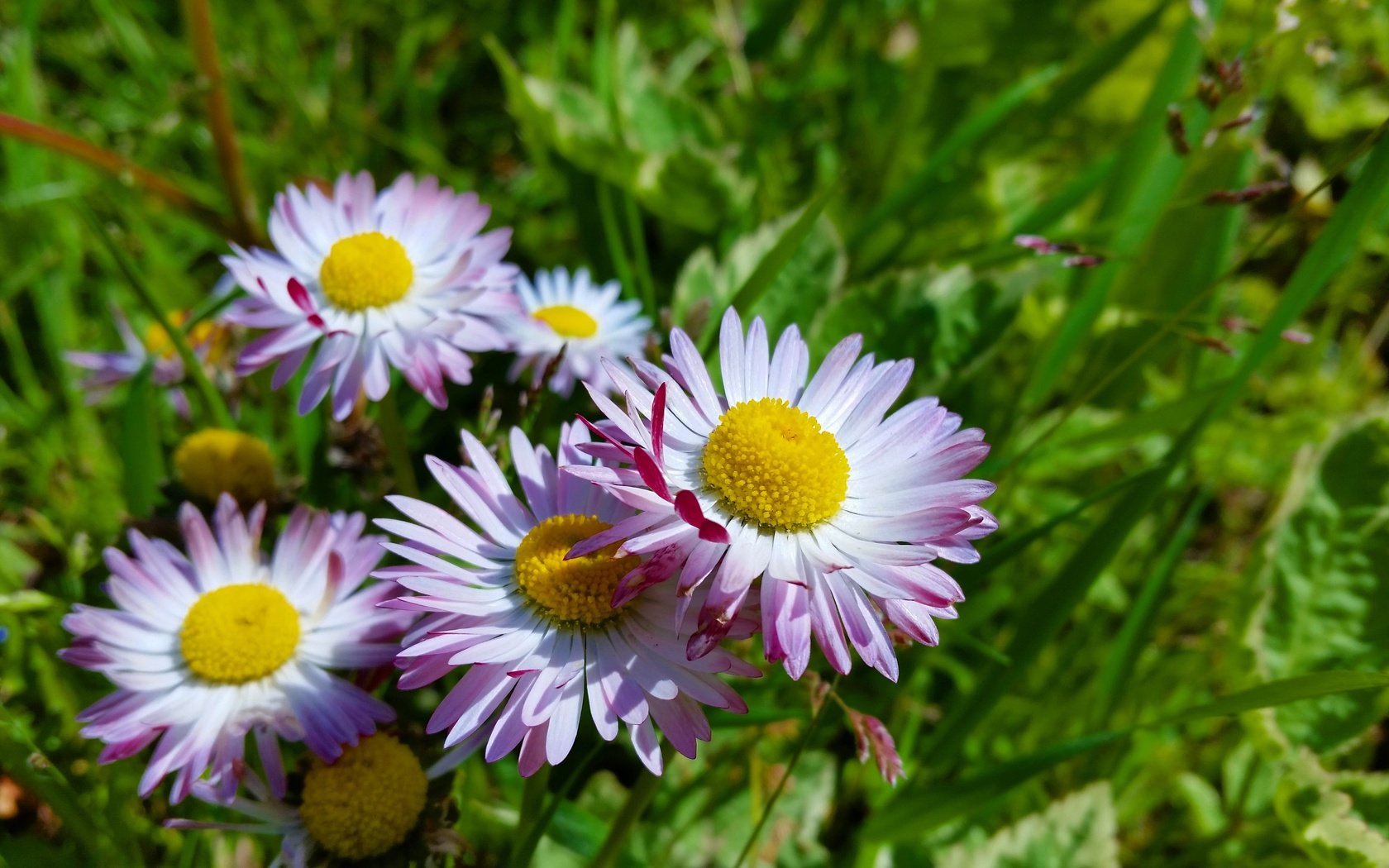 Обои цветы, солнце, лето, маргаритки, flowers, the sun, summer, daisy разрешение 4096x2304 Загрузить