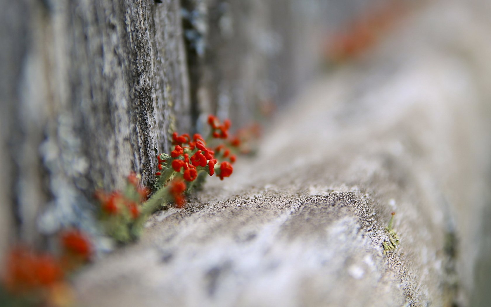 Обои цветы, природа, забор, flowers, nature, the fence разрешение 1920x1149 Загрузить