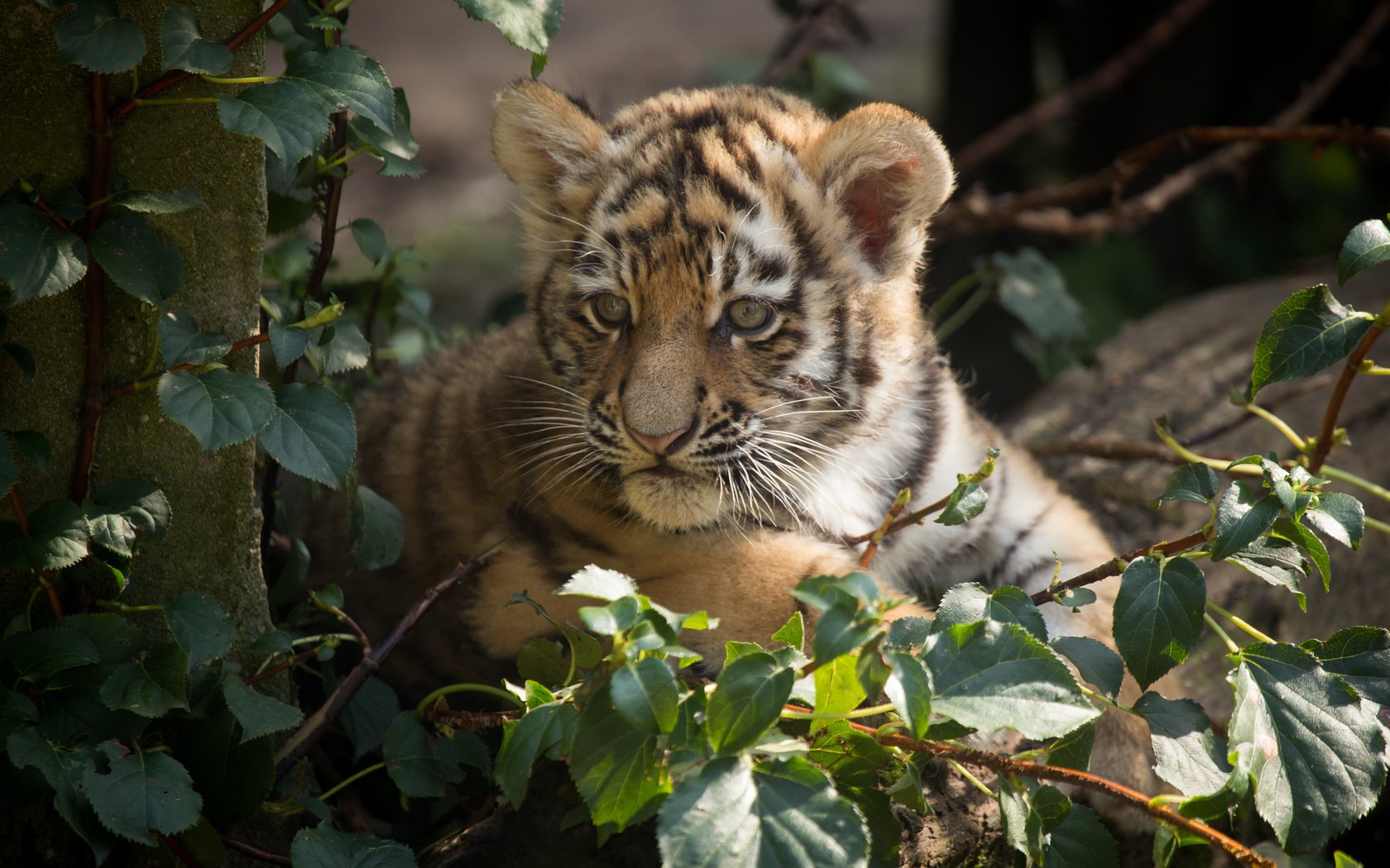 Обои тигр, кошка, тигренок, детеныш, амурский тигр, tiger, cat, cub, the amur tiger разрешение 5184x3456 Загрузить