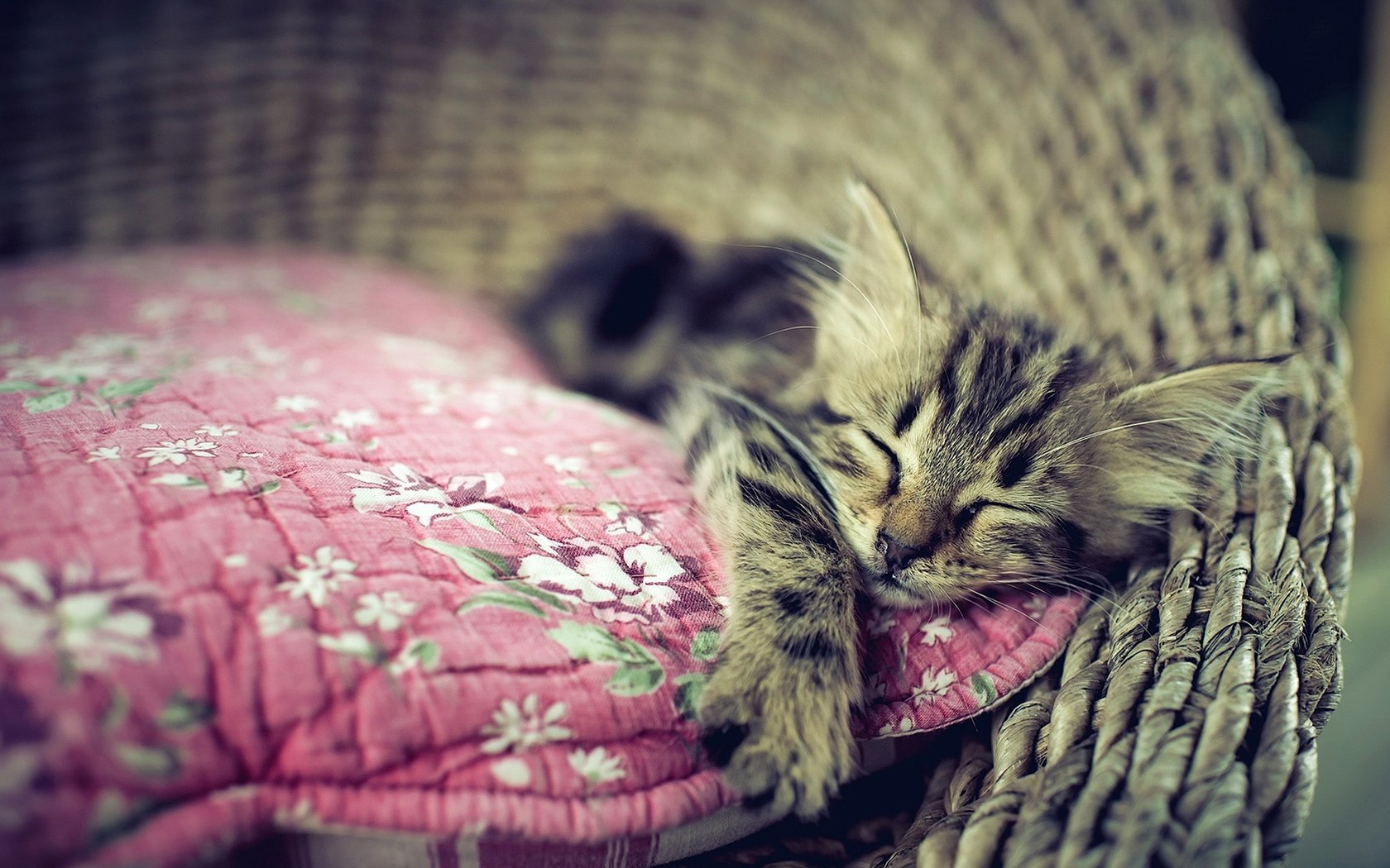 Обои кошка, сон, котенок, дом, уют, cat, sleep, kitty, house, comfort разрешение 1920x1294 Загрузить