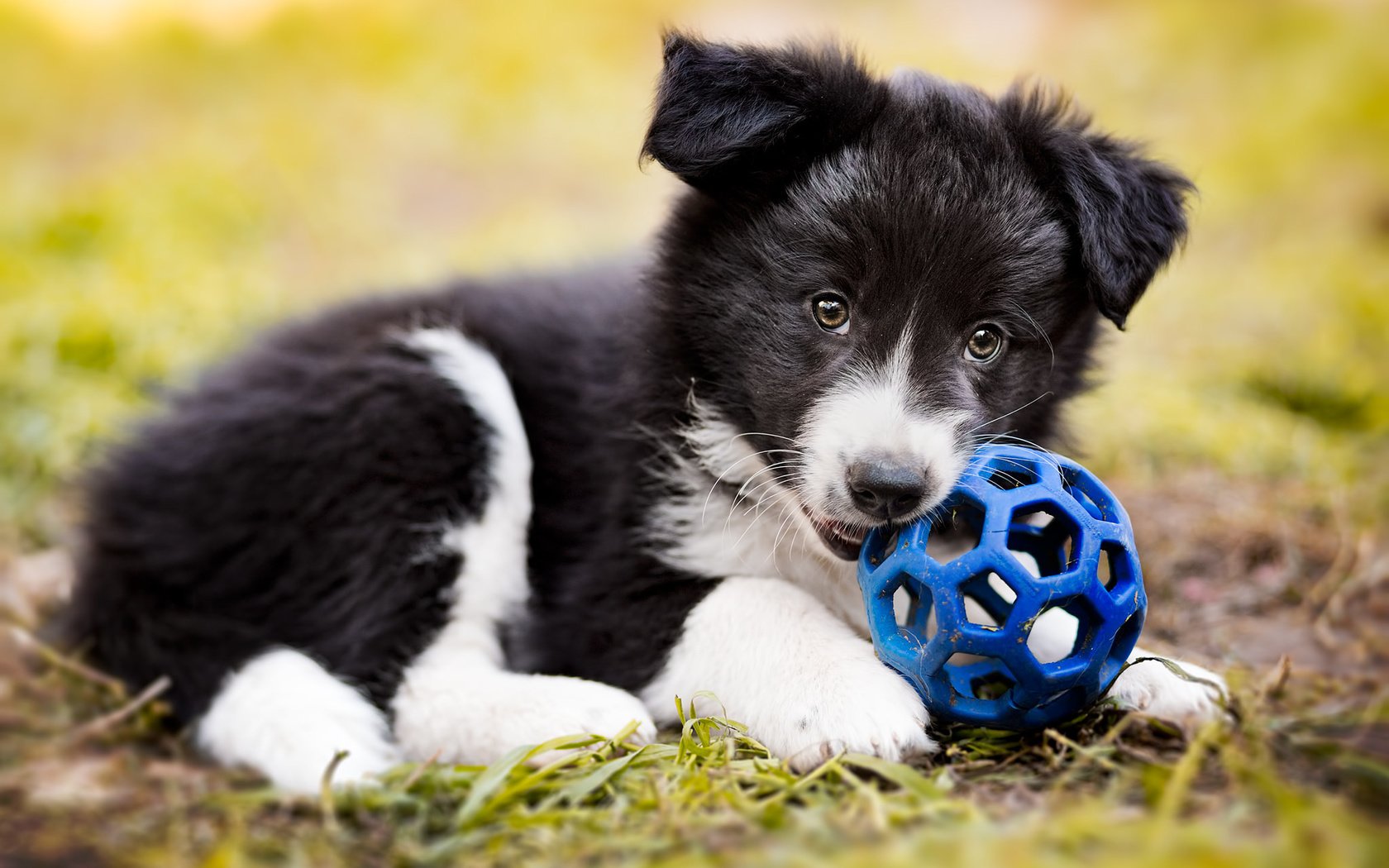 Обои трава, собака, щенок, мяч, бордер-колли, grass, dog, puppy, the ball, the border collie разрешение 2048x1365 Загрузить