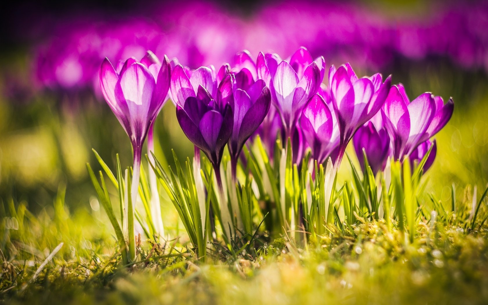 Обои свет, цветы, весна, крокусы, close up, light, flowers, spring, crocuses разрешение 2560x1600 Загрузить