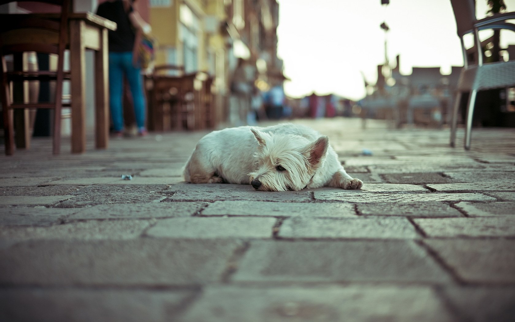 Обои собака, одиночество, улица, dog, loneliness, street разрешение 1920x1274 Загрузить