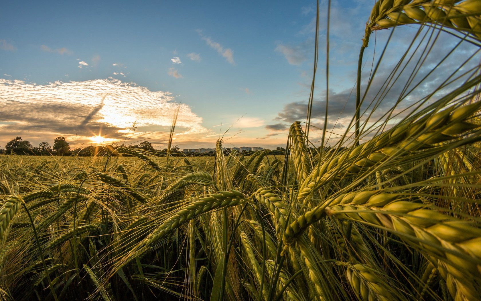 Обои небо, природа, макро, поле, лето, колосья, пшеница, the sky, nature, macro, field, summer, ears, wheat разрешение 2048x1365 Загрузить